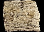 Skamieniałe drewno Egipt