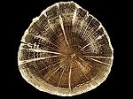 Skamieniałe drewno Zimbabwe
